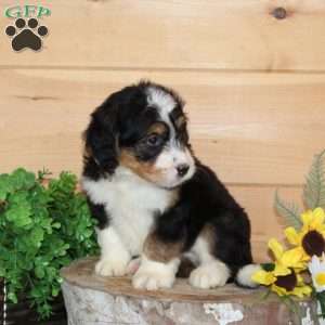 Raspberry – F1, Bernedoodle Puppy